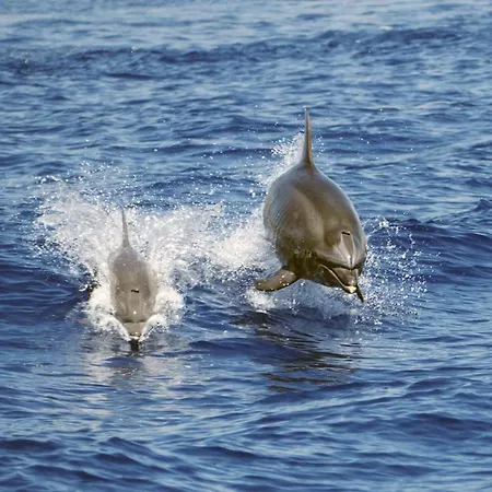 Il Grecale Appartement Recco